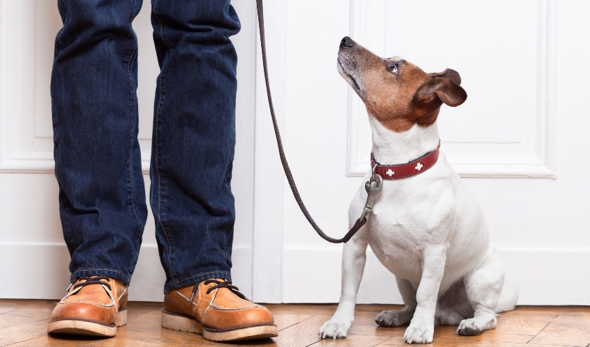 The Benefits of Pet Training