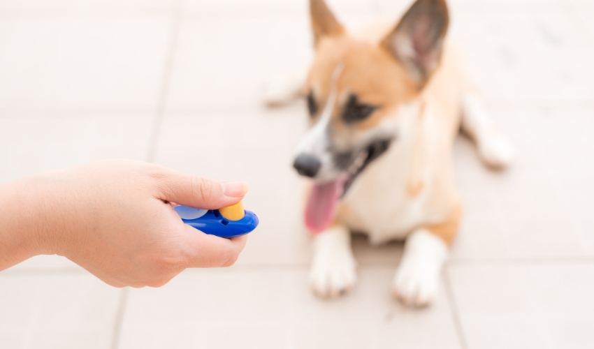 The Benefits of Pet Training