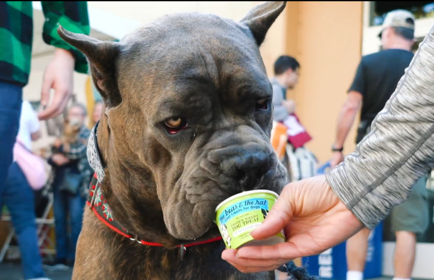 The Bear & The Rat: Cool Yogurt Treats for Dogs