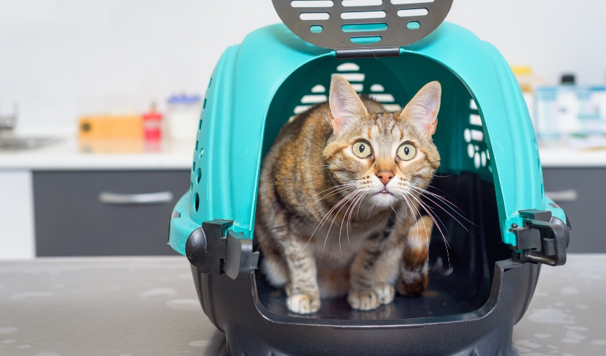 Feral Cat Trapping - Porter Pet Hospital