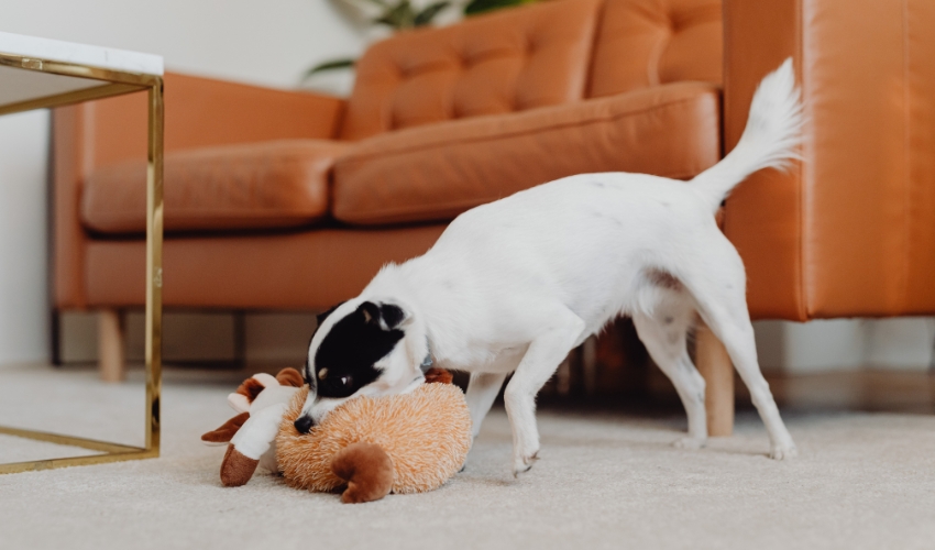 Sparkle and Safety Keeping Your Pets Happy and Safe this Fourth of July