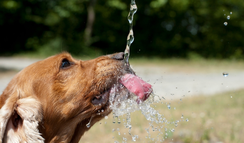 How To Keep Your Pets Cool in Summer
