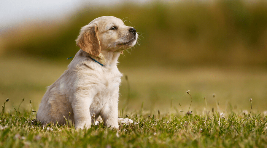 How do dogs shops catch parvo