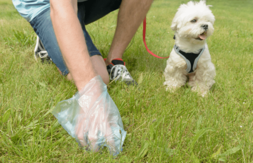 are worms visible in dog poop