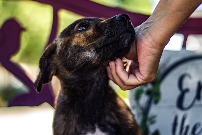 Animal rescue volunteer with dog