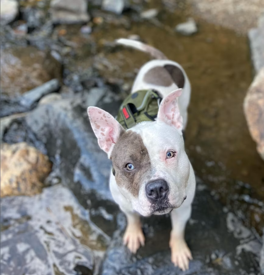 Blue-eyed dog on rocks