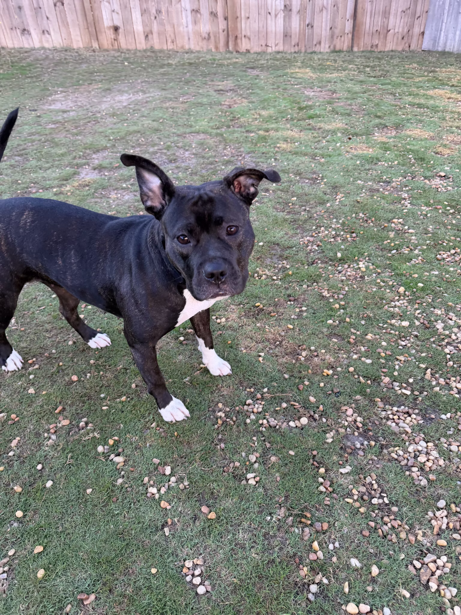 Community foster photo