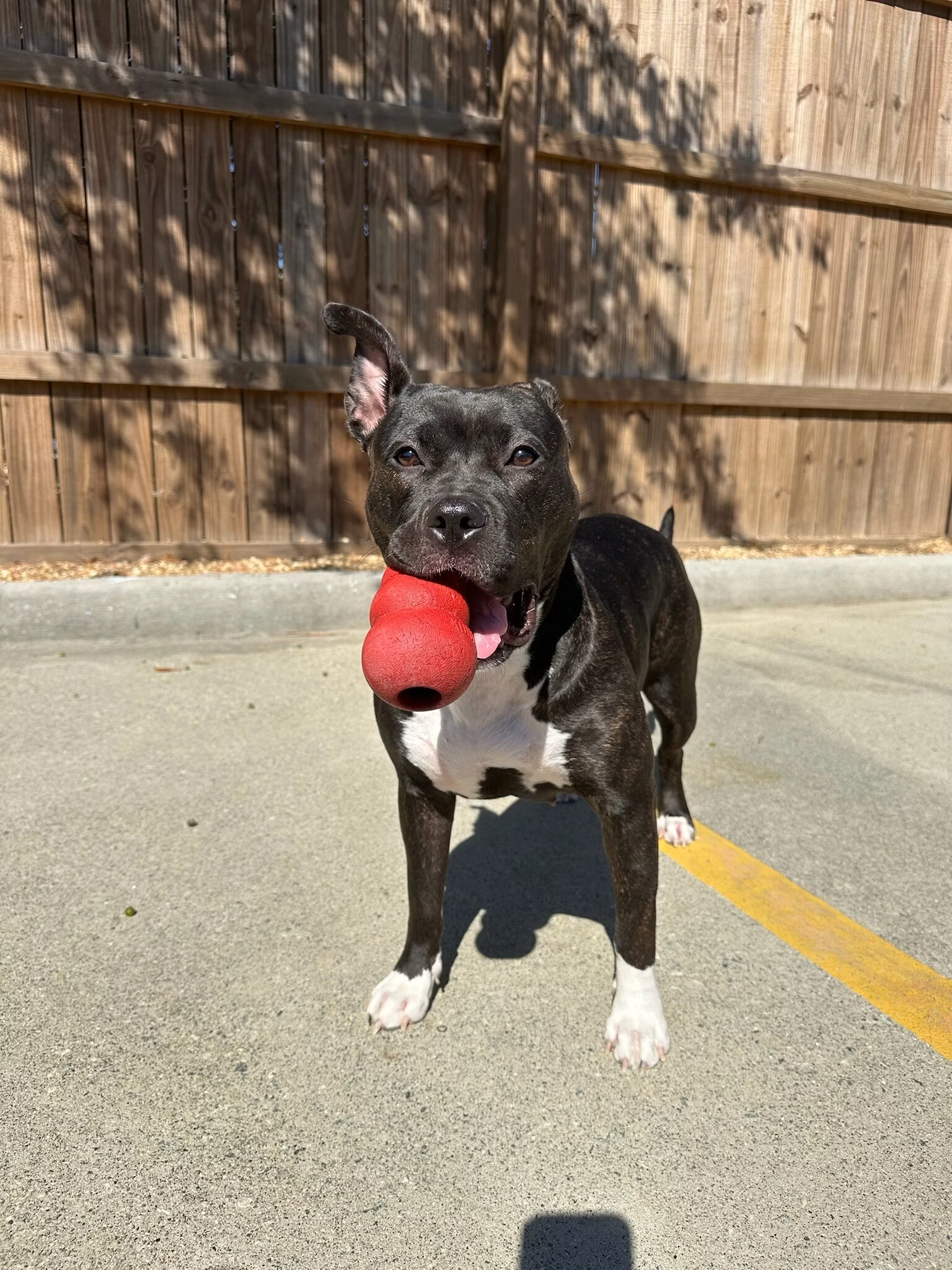 Pit bull with toy