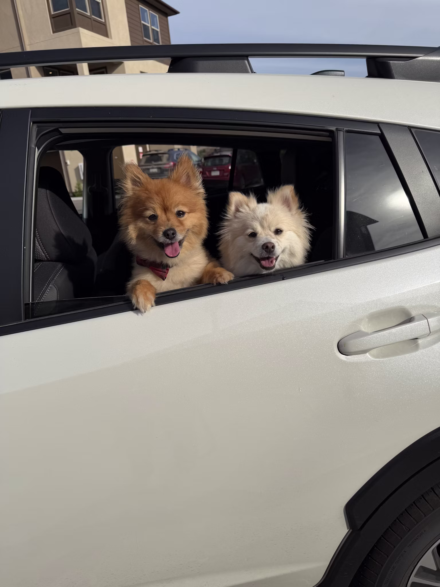 Community foster photo