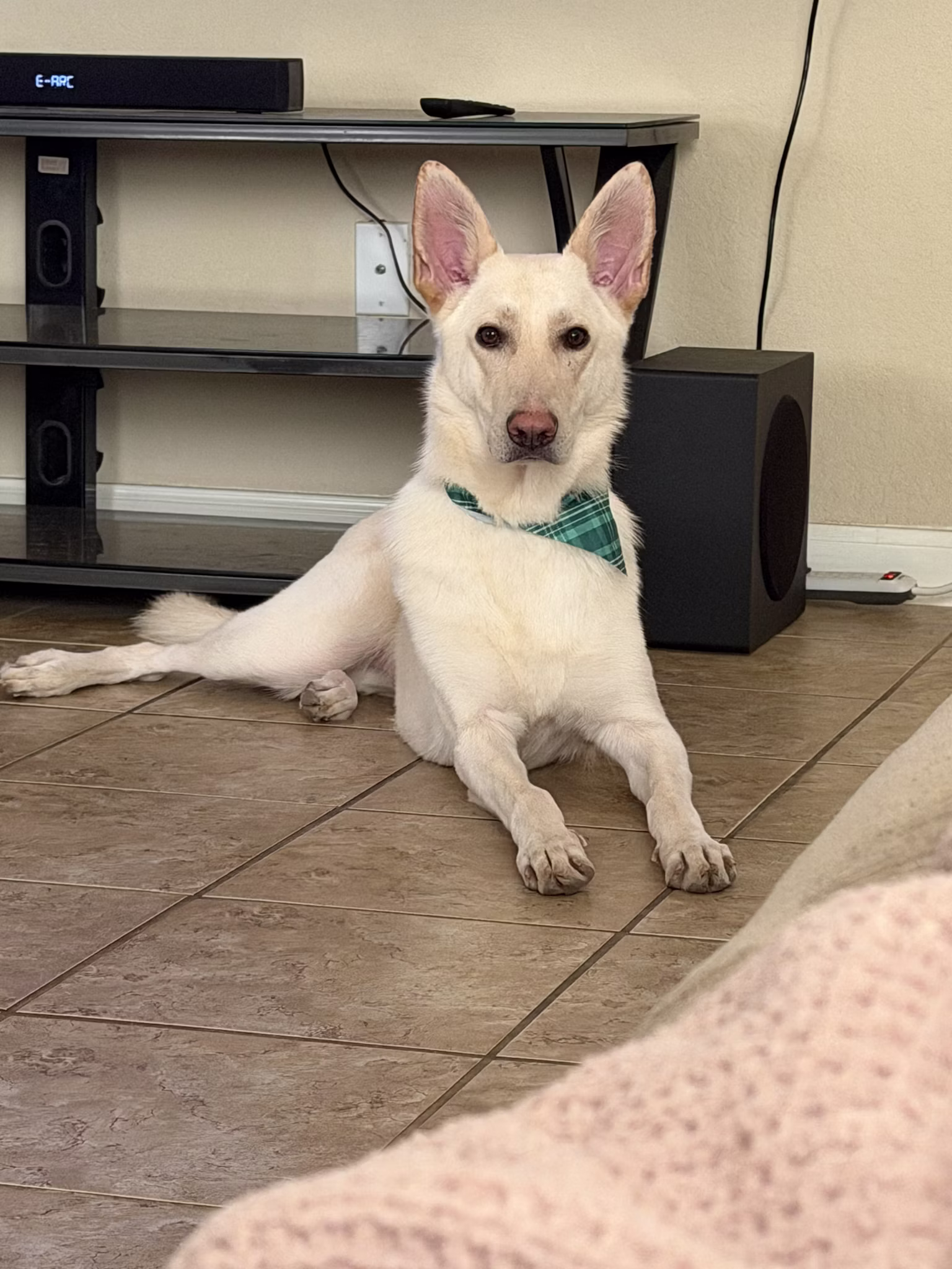Community foster photo
