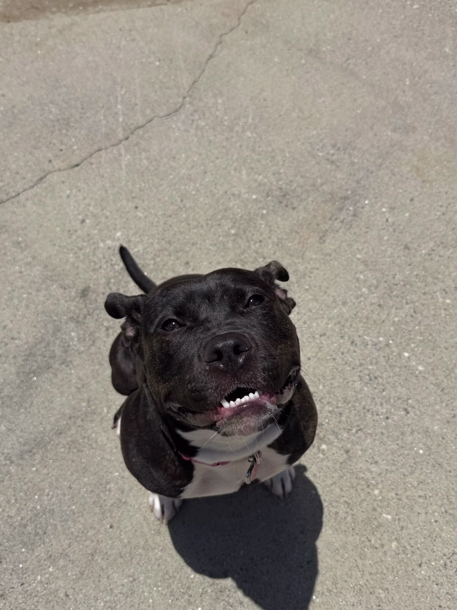 Community foster photo