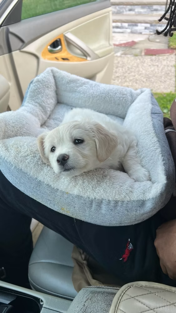 Puppy in car seat