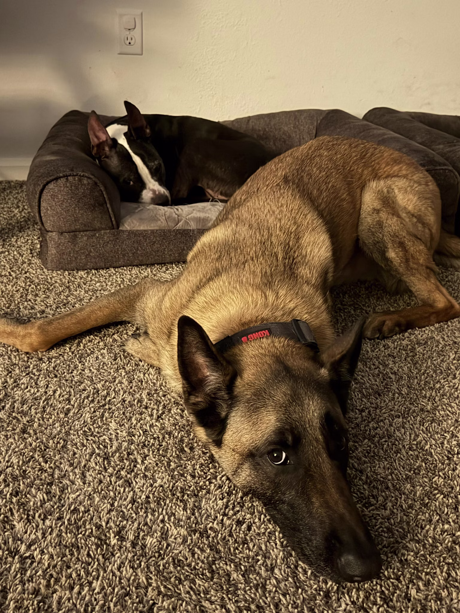Community foster photo
