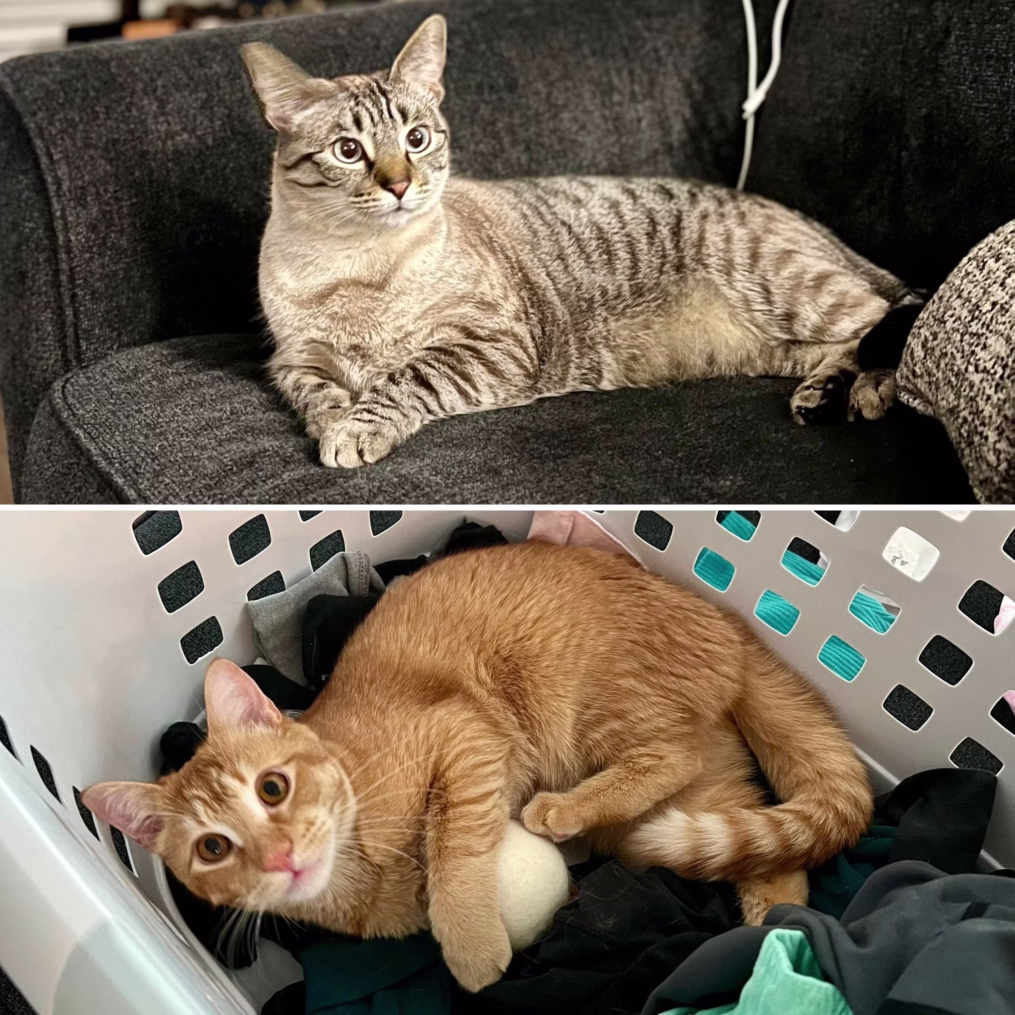 Community foster photo