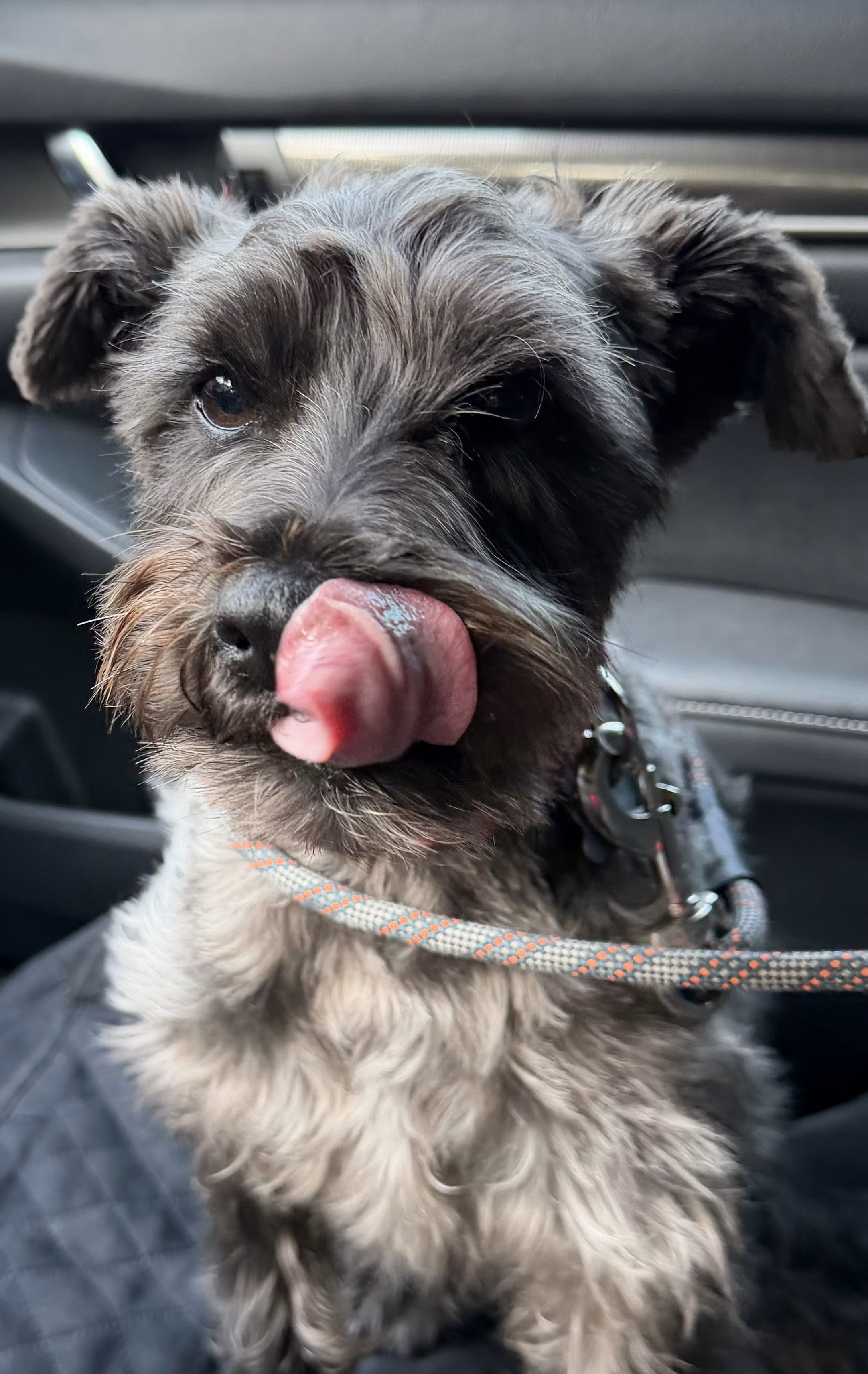 Schnauzer foster dog