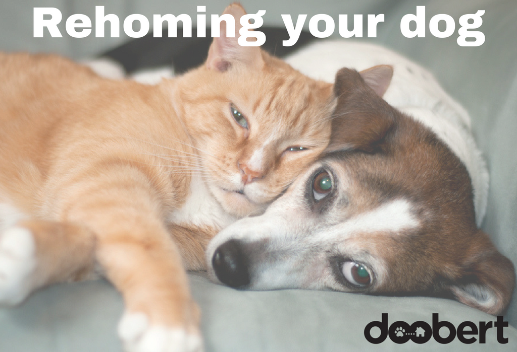 rehoming your dog