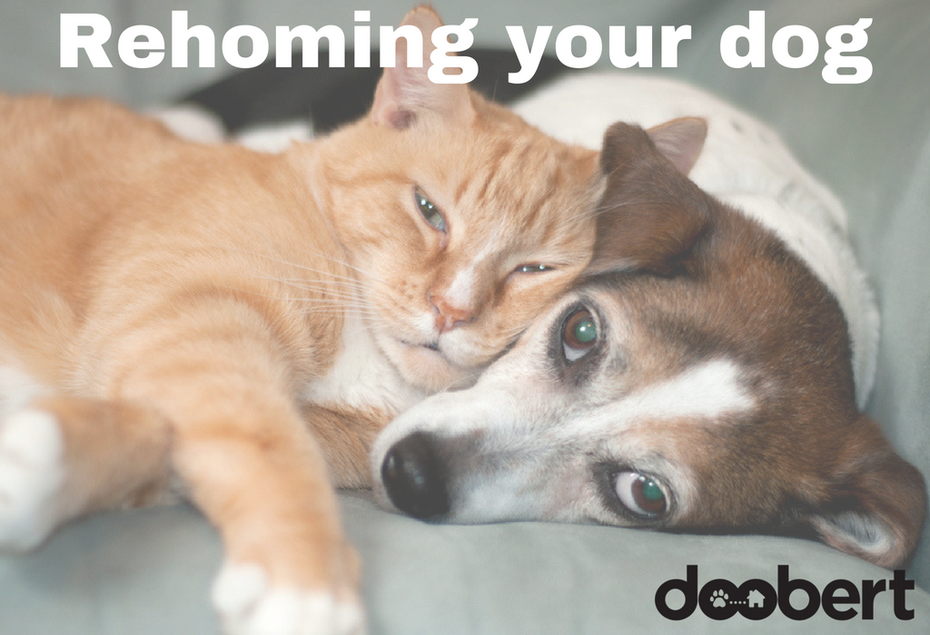 7 Horrible Mistakes You re Making When You Rehome Your Dog