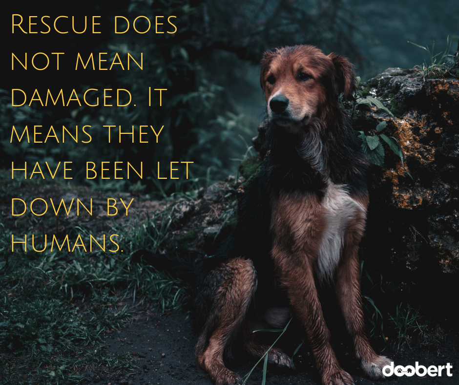 Rescue does not mean damaged. It means they have been let down by humans. (1)