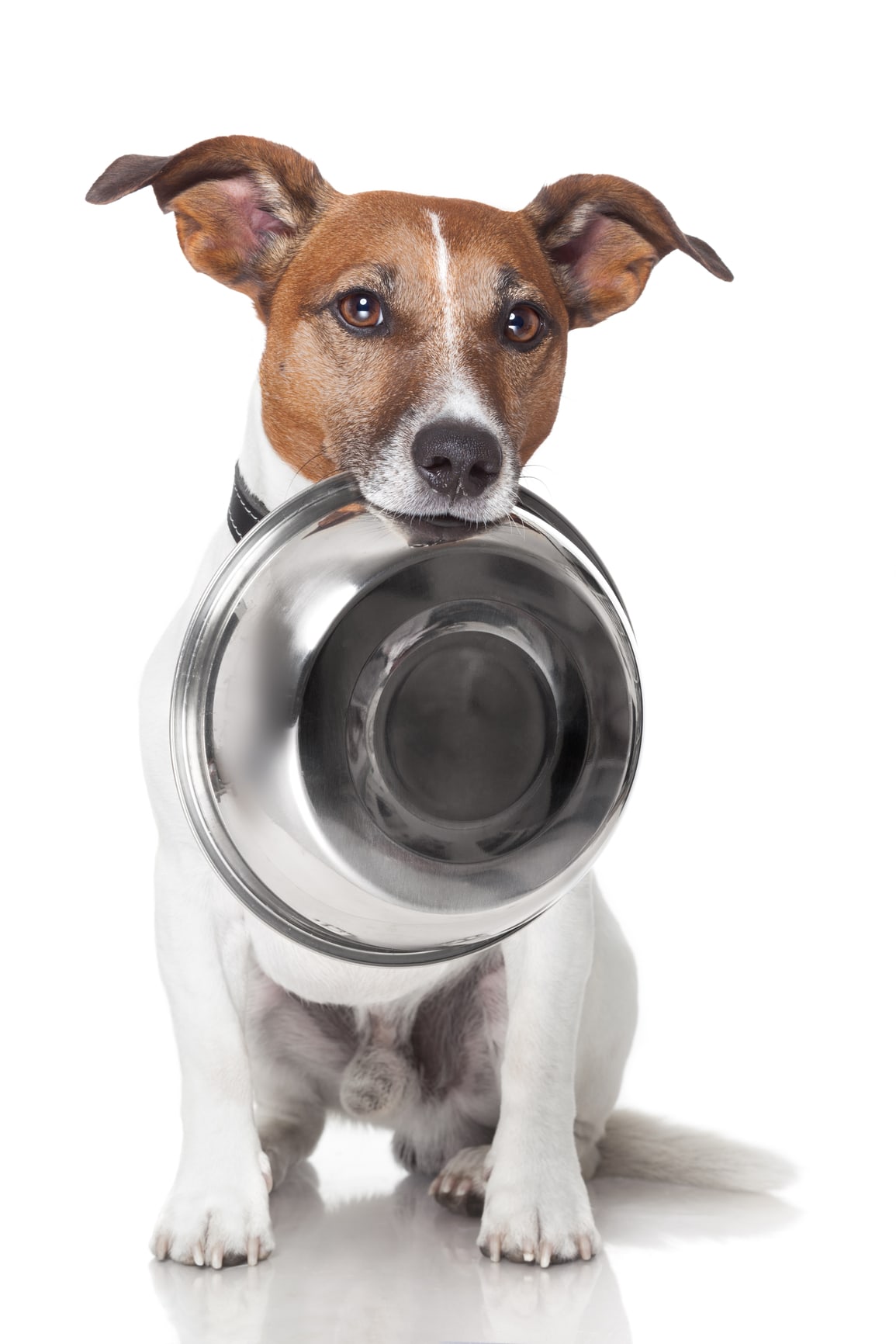 Dog-with-empty-food-bowl