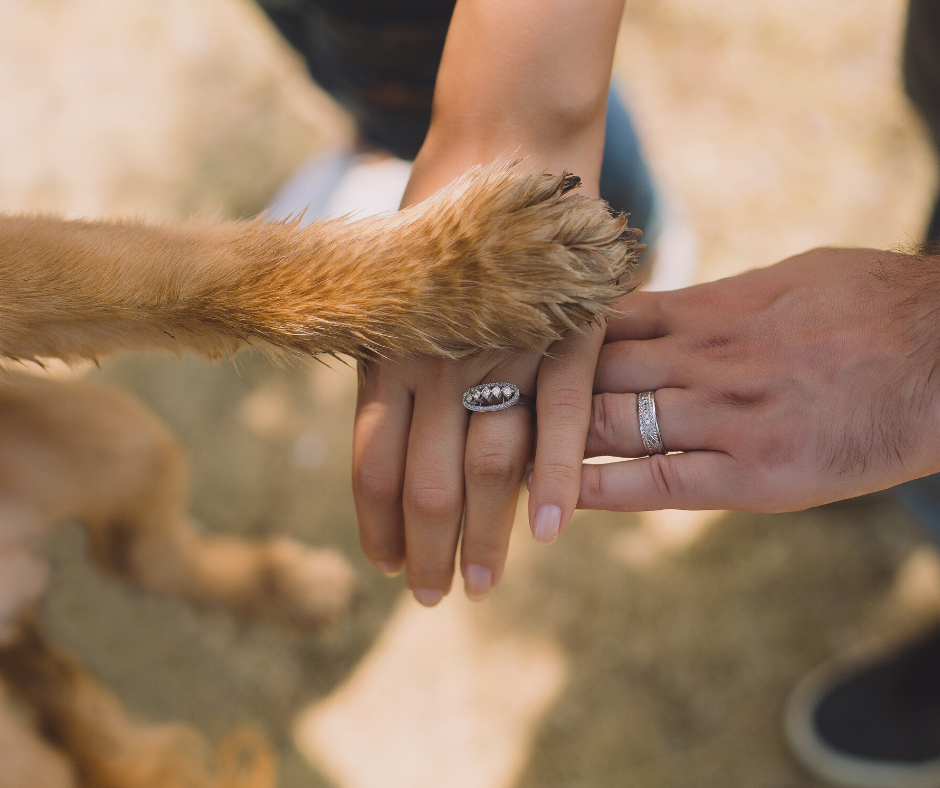 5 Reasons Why Volunteering at an Animal Shelter Is Good for the Soul