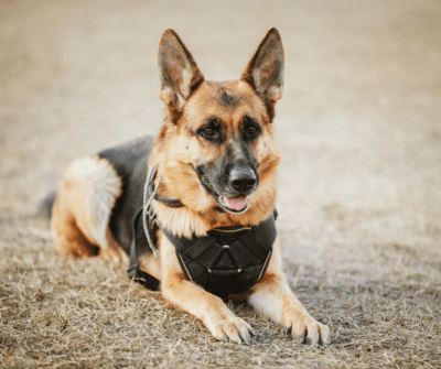 National K9 Veterans Day : Top 5 Legendary War Dogs - Doobert