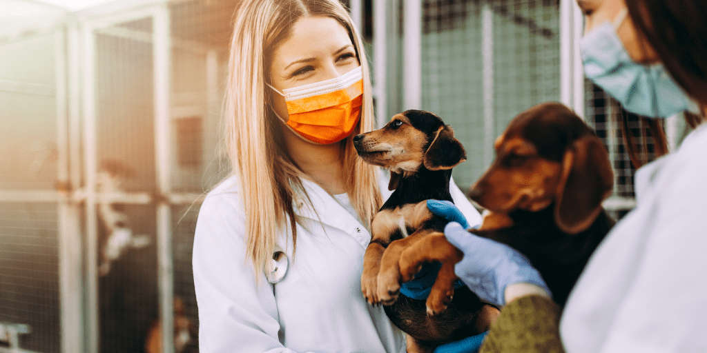 5 Ways to Help Your Local Animal Shelter During the COVID-19 Pandemic