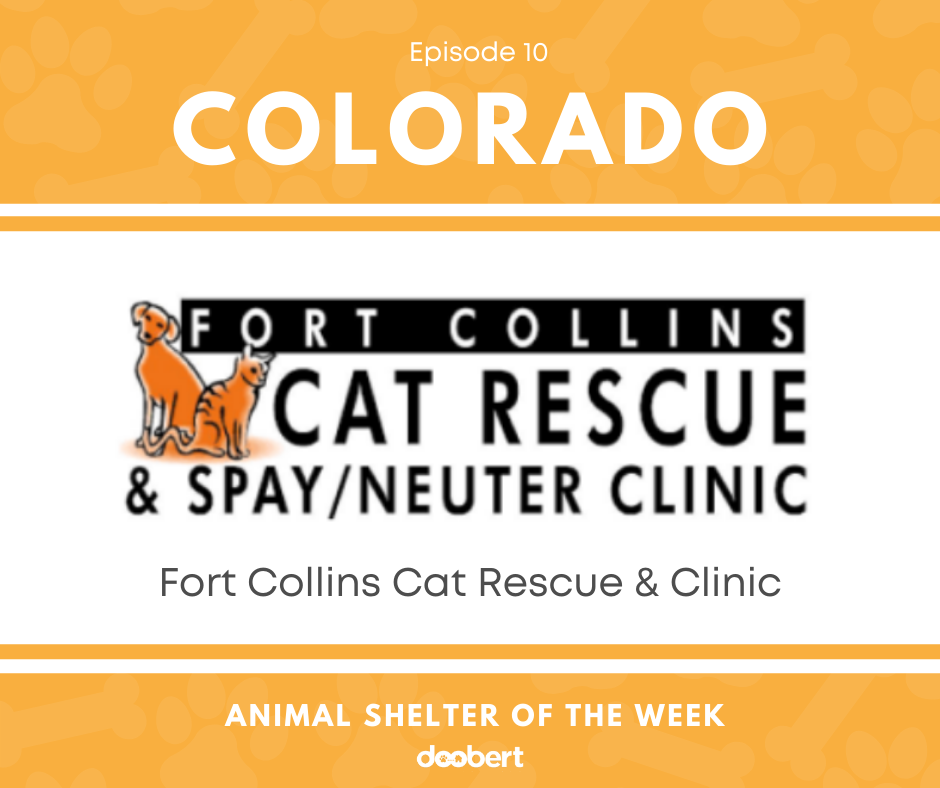 Animal Shelter of the week - Episode 10 - Fort Collins Cat ...