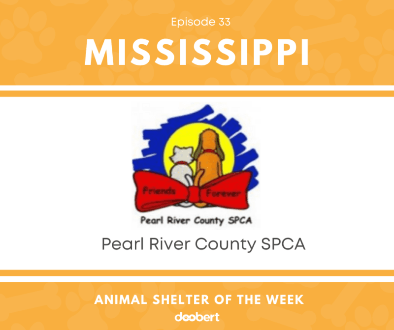 Animal Shelter of the Week Episode 33 Pearl River County SPCA Doobert