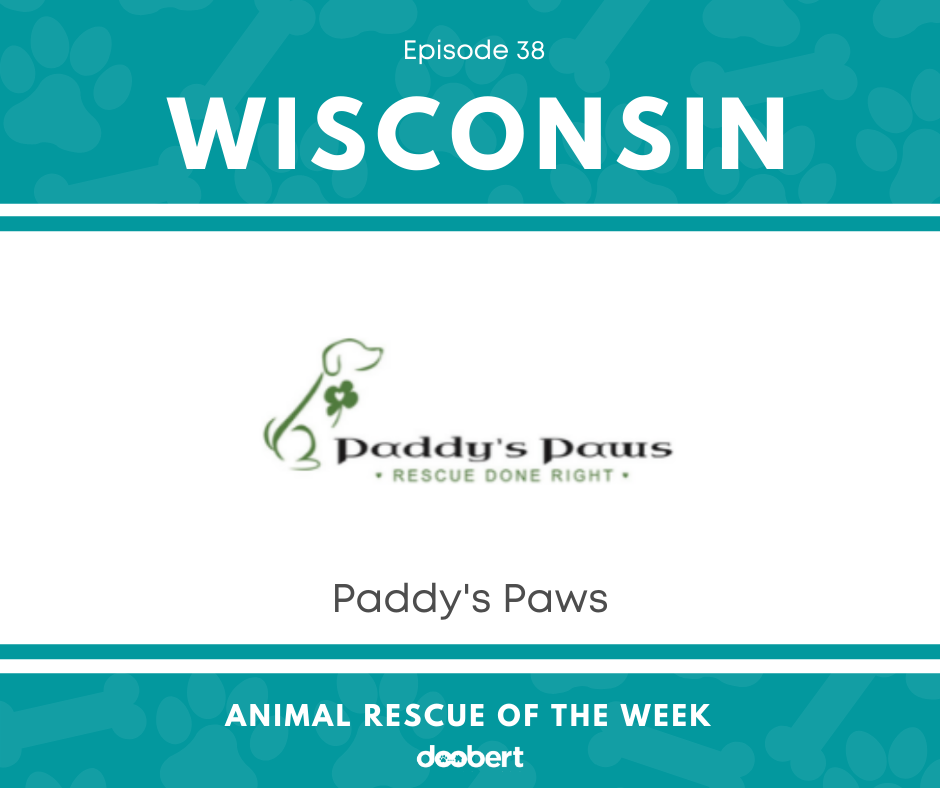 FB 38. Paddy's Paws_Animal Rescue of the Week