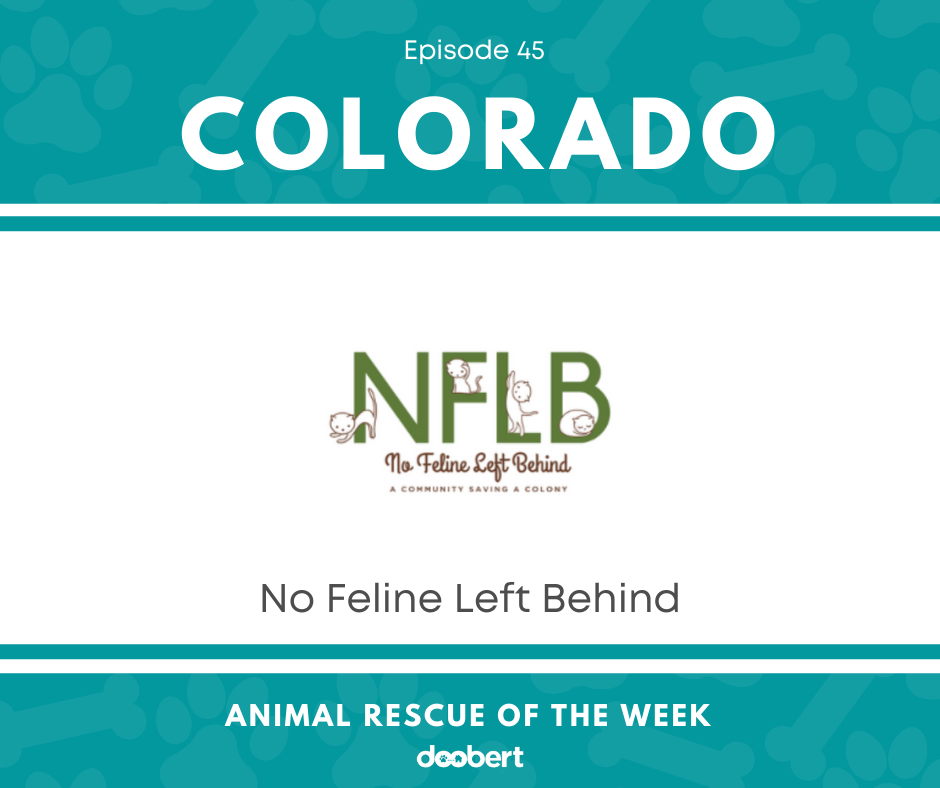 FB 45. No Feline Left Behind_Animal Rescue of the Week