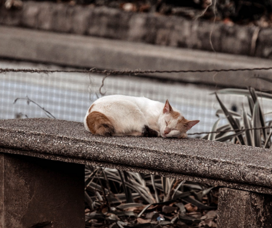 7 Ways to Help Put An End to Animal Homelessness