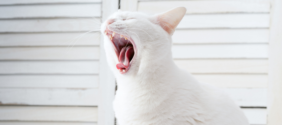 How to Deal with Feline Stomatitis in FIV Cats
