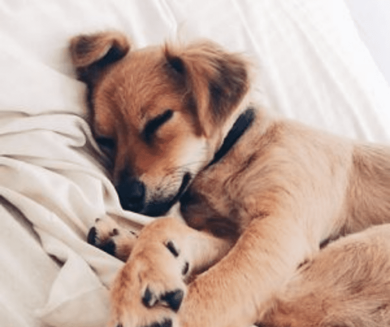 9 Quick Tips to Make Your Dog More Comfortable with Parvo Doobert