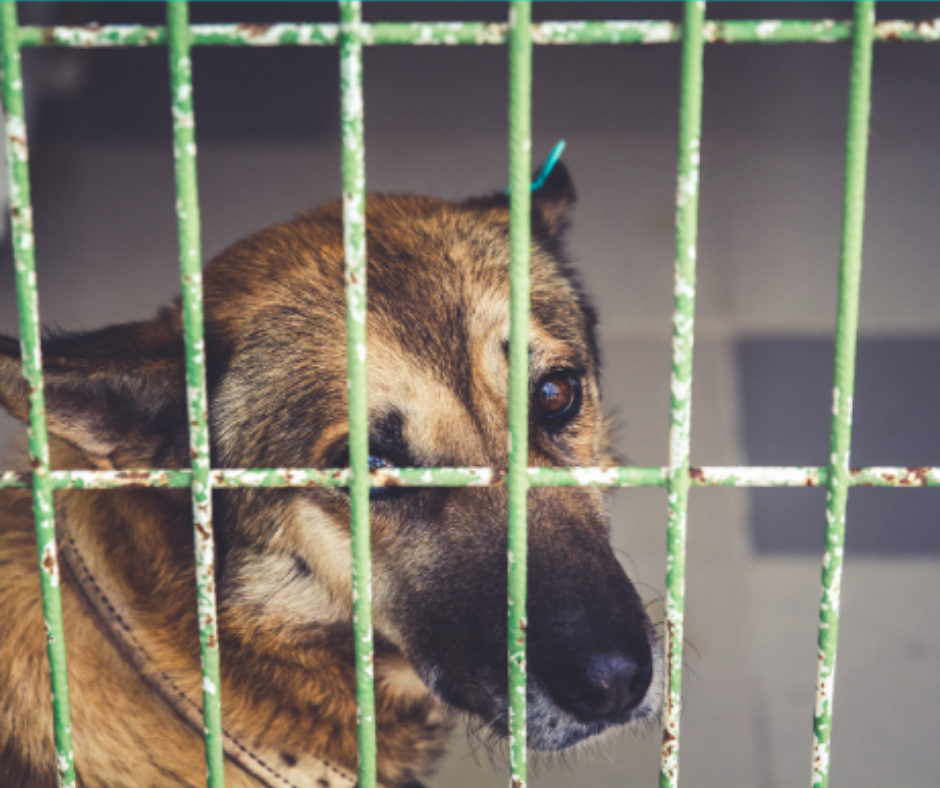 5 Things You've Heard About Shelter Dogs that Are Completely Untrue