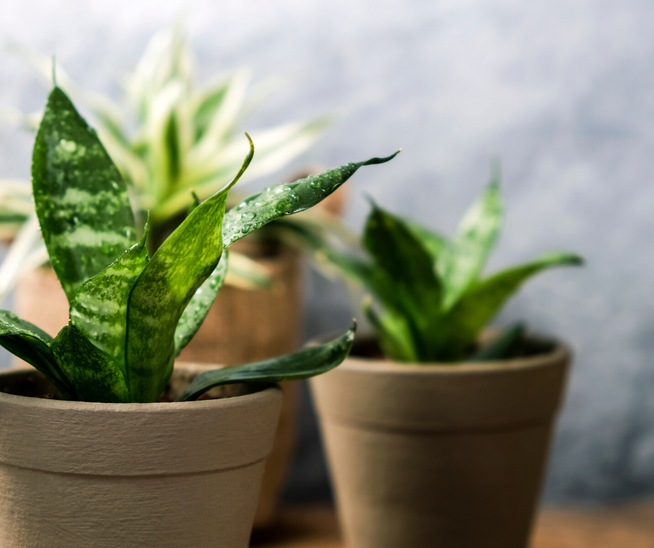 8 House Plants Pet Owners Need to Get Rid Off ASAP