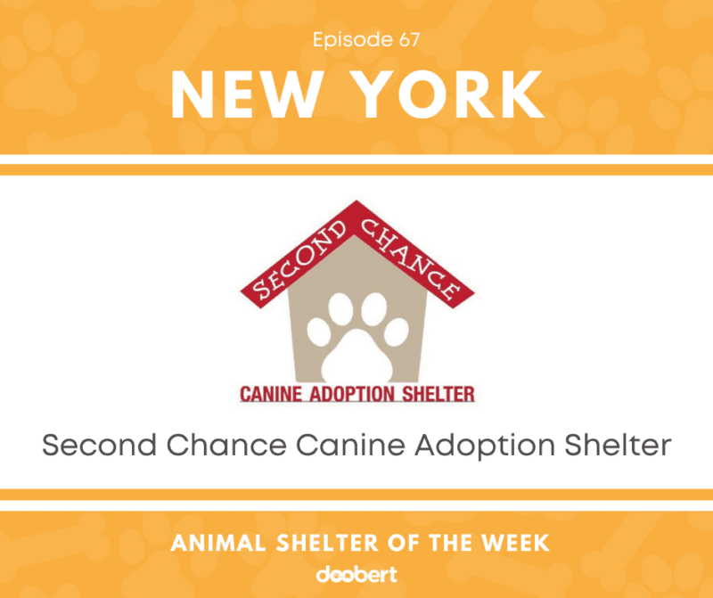 FB 67. Second Chance Canine Adoption Shelter Animal Shelter Of The Week 800x671 