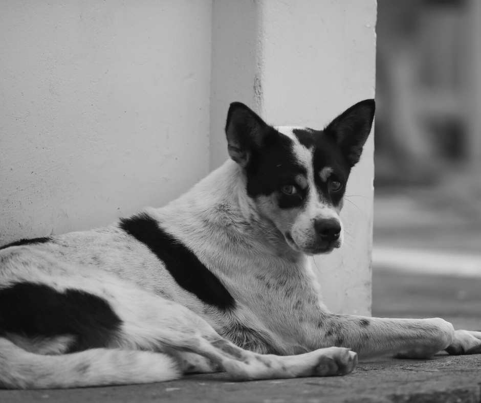 Simple Acts of Kindness You Can Do To Help Stray Dogs