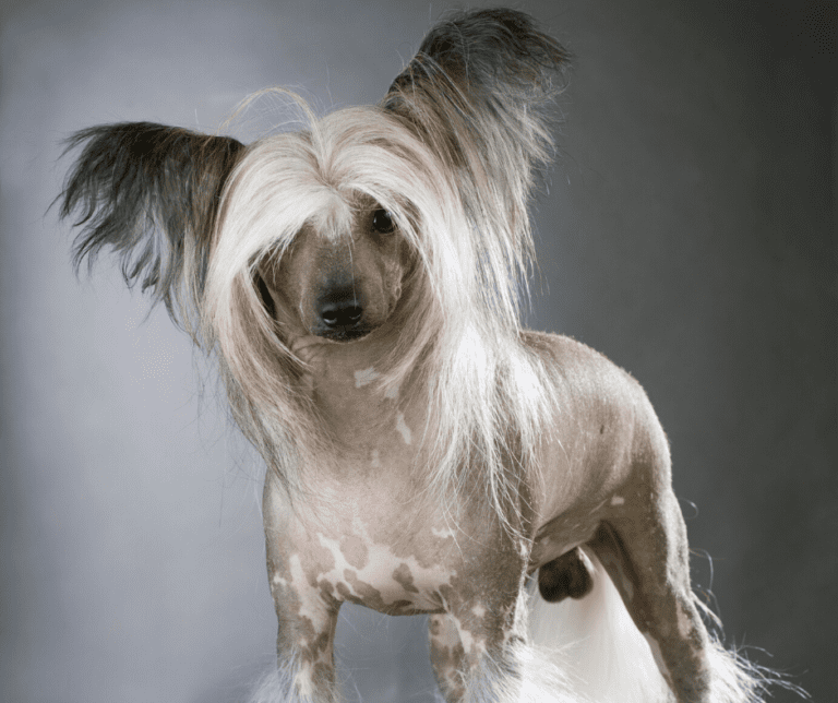 Ugly Dog Day Why the Chinese Crested Comes On Strong as the World’s