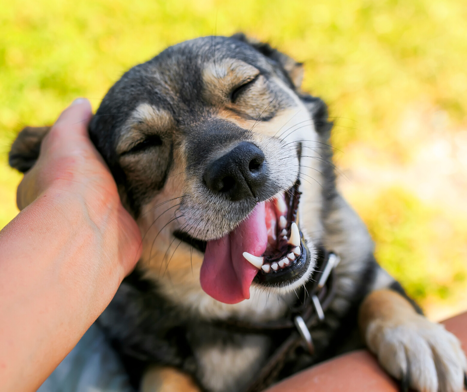 7 Reasons Why You'll Love Fostering An Older Dog