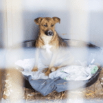 Challenging Society’s Attitude Towards Disadvantaged People and Undesirable Dogs | Reboundog