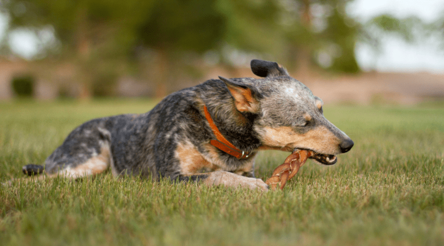 Never Worry About Your Dog Choking on A Bully Stick Ever Again