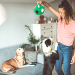 LA-Based Dog Daycare Offers Pet Training and Ultra-Flexible Hours | Dogdrop