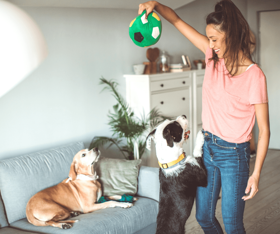 LA-Based Dog Daycare Offers Pet Training and Ultra-Flexible Hours | Dogdrop