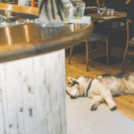 Bring Your Pup to Play As You Enjoy Beer and Conversations with Fellow Dog Lovers | Bar K