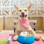 Plant-Based Dog Treats That Taste Like Real Meat! | Bright Planet Pet Dog Treats