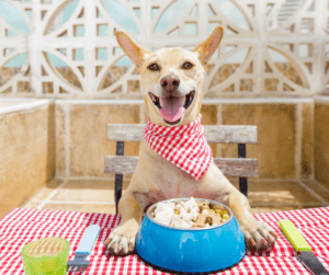 Plant-Based Dog Treats That Taste Like Real Meat! | Bright Planet Pet Dog Treats