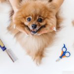 Education Program for Aspiring Pet Grooming Business Owners | The Bark Shoppe