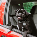 The Pet-Friendly Version of Uber and Lyft | SpotOn