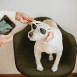 Build Authentic Connections With Pet Owners as a Pet Business | Skarlet Shuplat