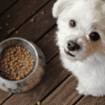 PetNMind Pet Food Store in Coconut Creek Offers Healthy Pet Food Supplies